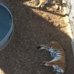 Wild Animal Sanctuary Keenesburg Tigers Sleeping