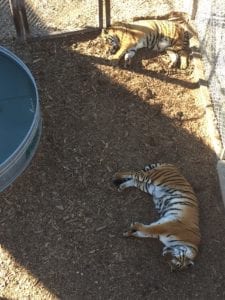 Wild Animal Sanctuary Keenesburg Tigers Sleeping