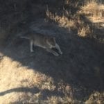 Wild Animal Sanctuary Keenesburg Lion
