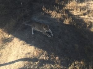 Wild Animal Sanctuary Keenesburg Lion