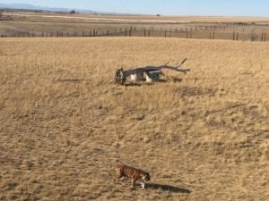 Wild Animal Sanctuary Keenesburg Tiger