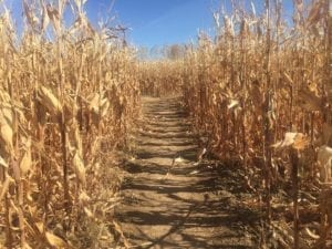 Anderson Farms Erie Corn Maze