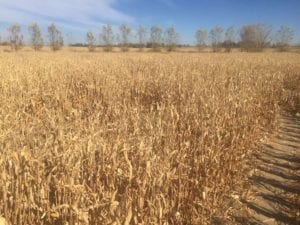 Anderson Farms Erie Corn Maze Overlook