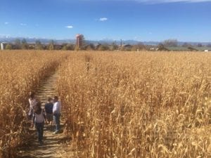 Anderson Farms Erie Corn Maze Family