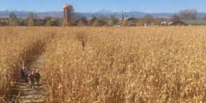 Anderson Farms Erie Corn Maze