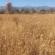 Anderson Farms Erie Corn Maze