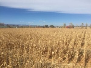 Anderson Farms Erie Corn Maze North