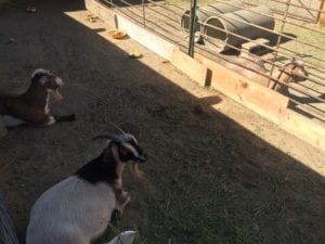 Anderson Farms Erie Goats