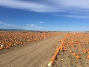 Anderson Farms Erie Pumpkin Patch