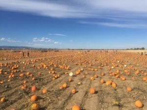 Anderson Farms Erie Pumpkin Patch