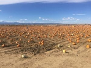 Anderson Farms Erie Pumpkins