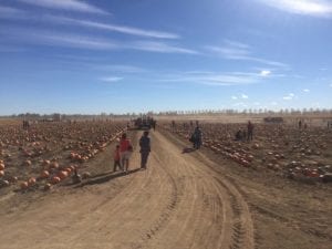 Anderson Farms Erie Pumpkins