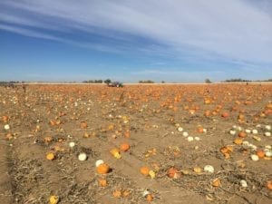 Anderson Farms Erie Pumpkin Field