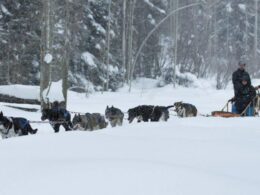 Durango Dog Ranch Dog Sled Tours Hesperus