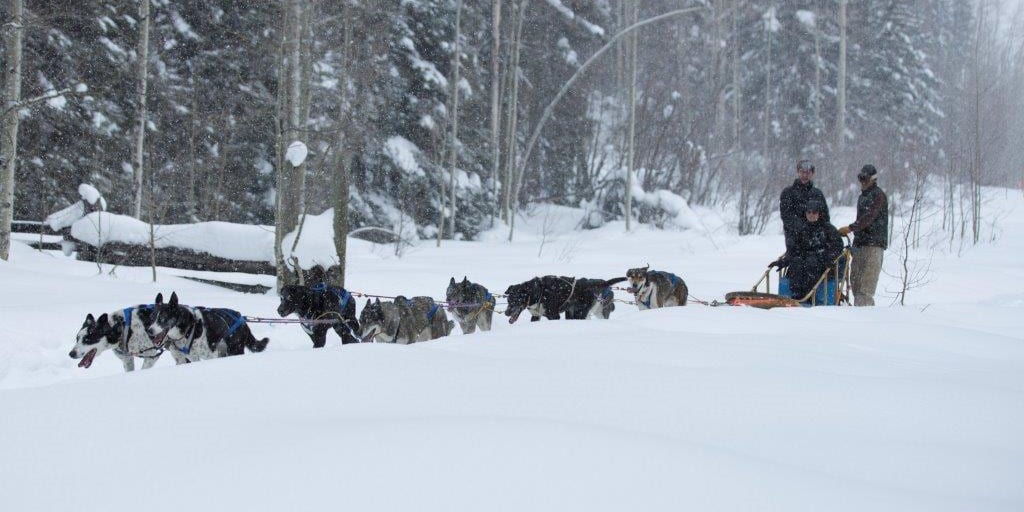 Durango Dog Ranch Dog Sled Tours Hesperus