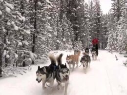 Good Times Adventures Dog Sledding Breckenridge