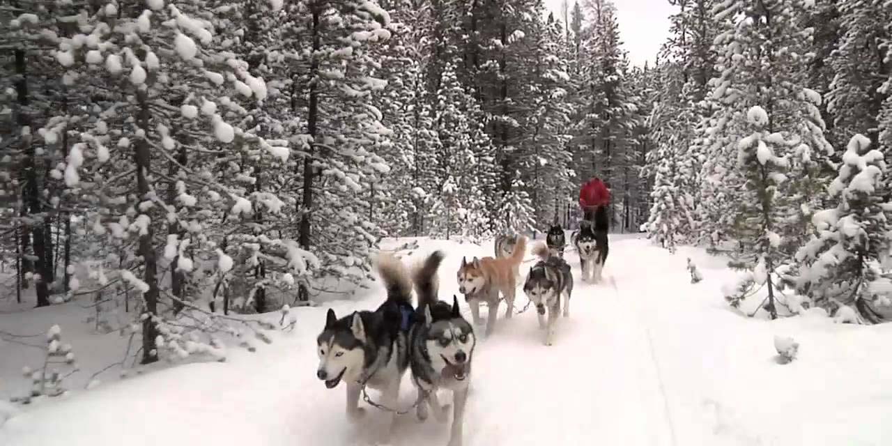 Good Times Adventures Dog Sledding Breckenridge