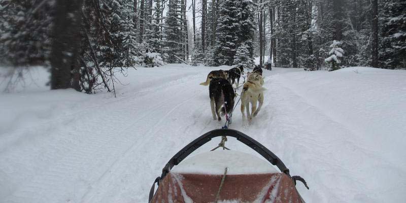 Grizzle-T Dog Sled Works Steamboat Springs