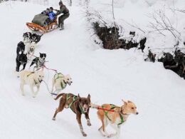 Krabloonik Dogsledding Aspen