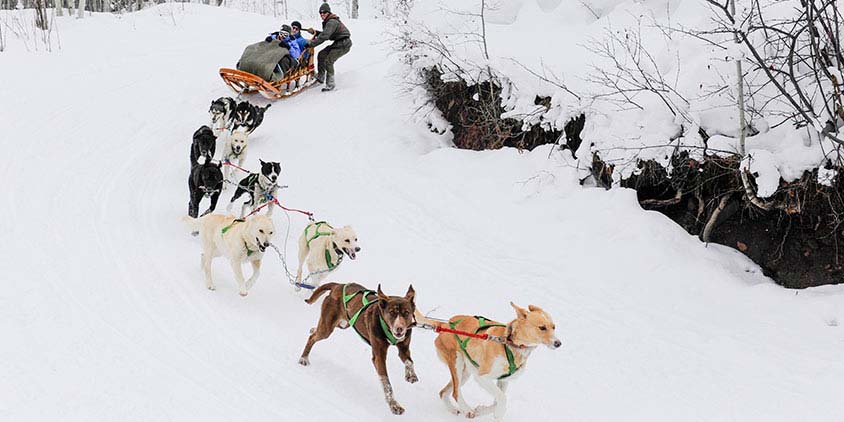 Krabloonik Dogsledding Aspen