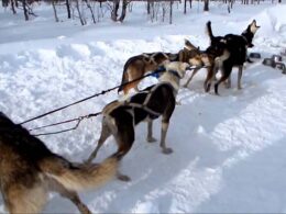 Mountain Musher Dog Sledding Bond