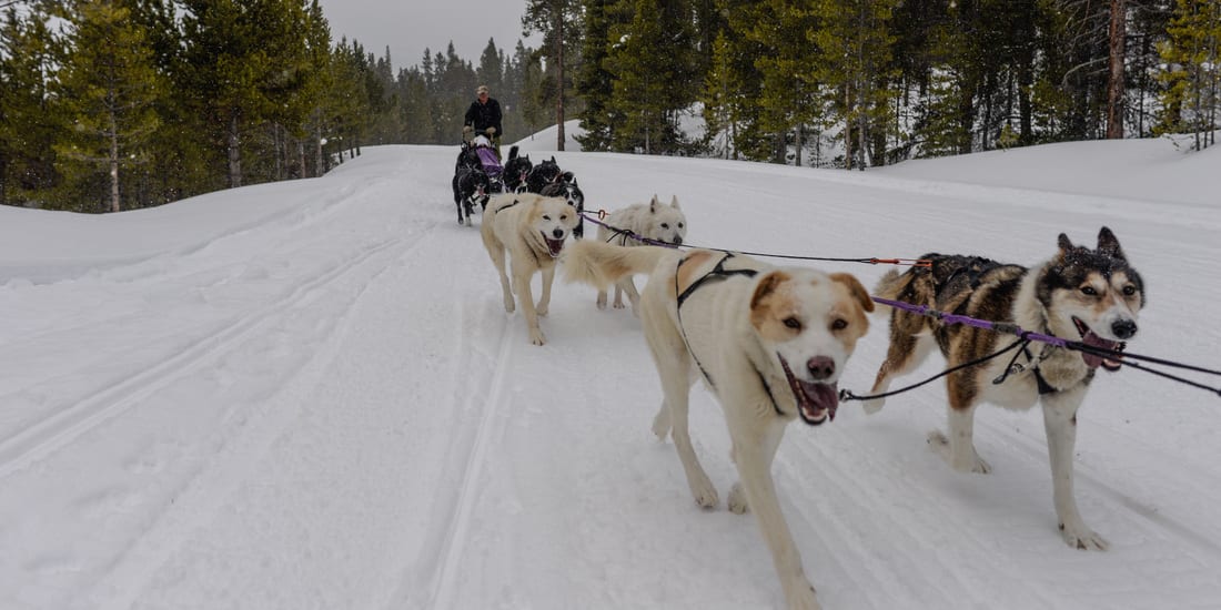 Winterhawk Doglsed Adventures Leadville