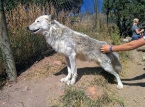 Mission Wolf Colorado Canine