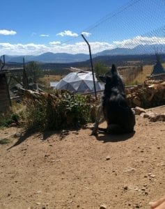 Mission Wolf Colorado Canine