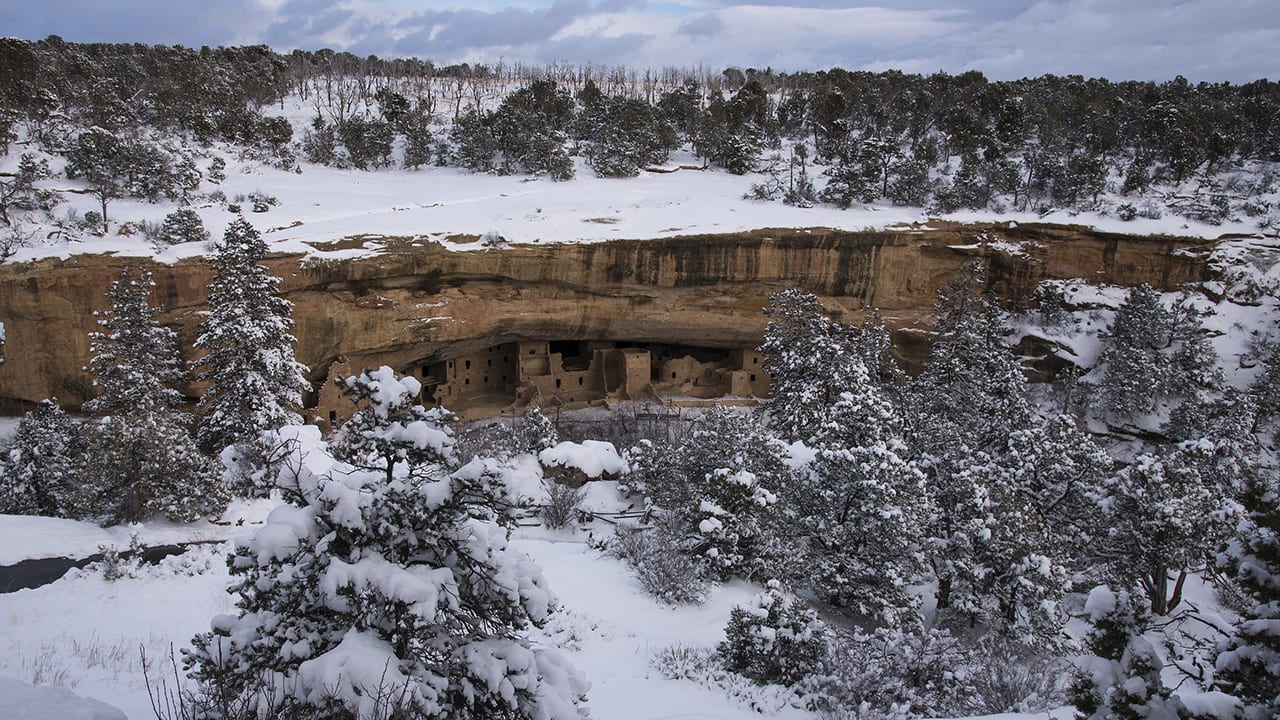 Mesa Verde Winter Spruce Tree