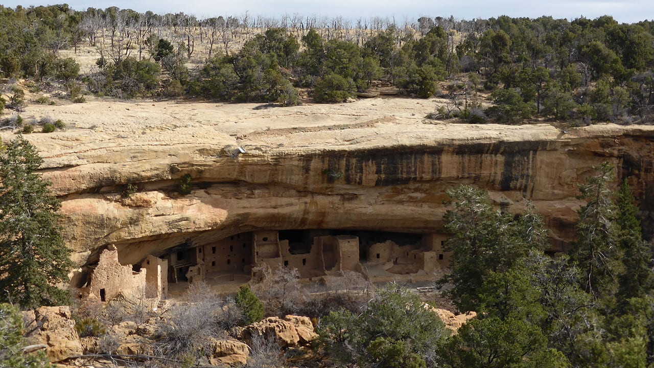 Pohon Cemara Musim Dingin Mesa Verde