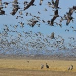 Monte Vista Crane Festival