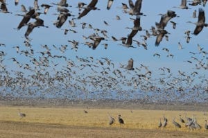 Monte Vista Crane Festival