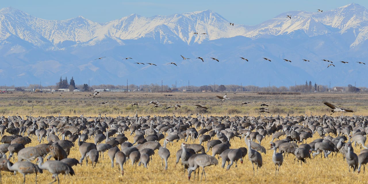 Monte Vista Crane Festival