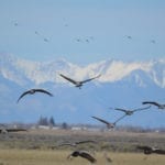 Monte Vista Crane Festival