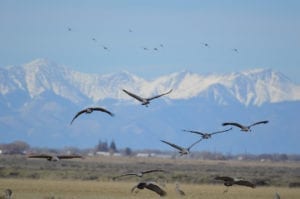 Monte Vista Crane Festival