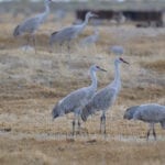 Monte Vista Crane Festival