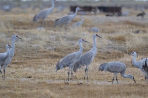 Monte Vista Crane Festival