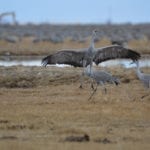 Monte Vista Crane Festival