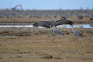 Monte Vista Crane Festival