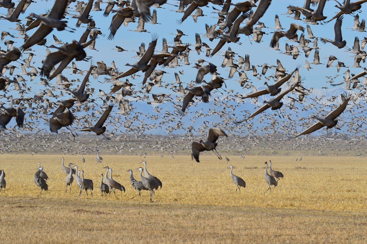35th Monte Vista Crane Festival Colorado Birding Festival