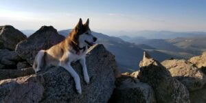 Mount Bierstadt Summit Kona Dog