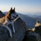 Mount Bierstadt Summit Kona Dog