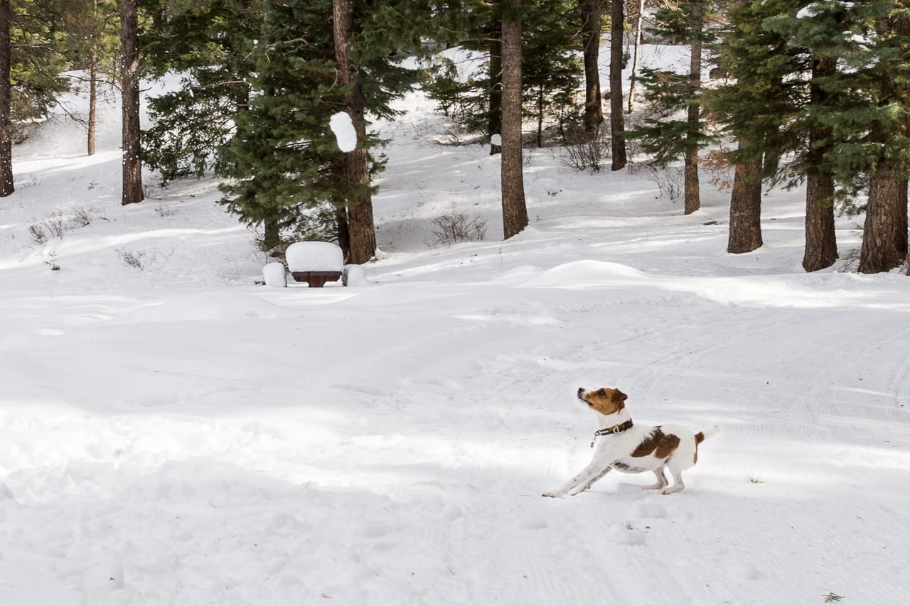 Vallecito Lake Cross Country Skiing Dog Playing Catch