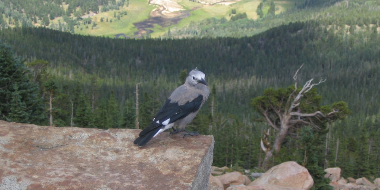 Beaver Meadows Horseshoe Park Bird
