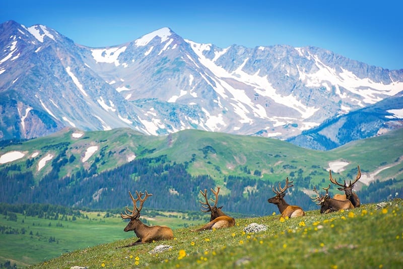 Elk Herd Rocky Mountains Colorado