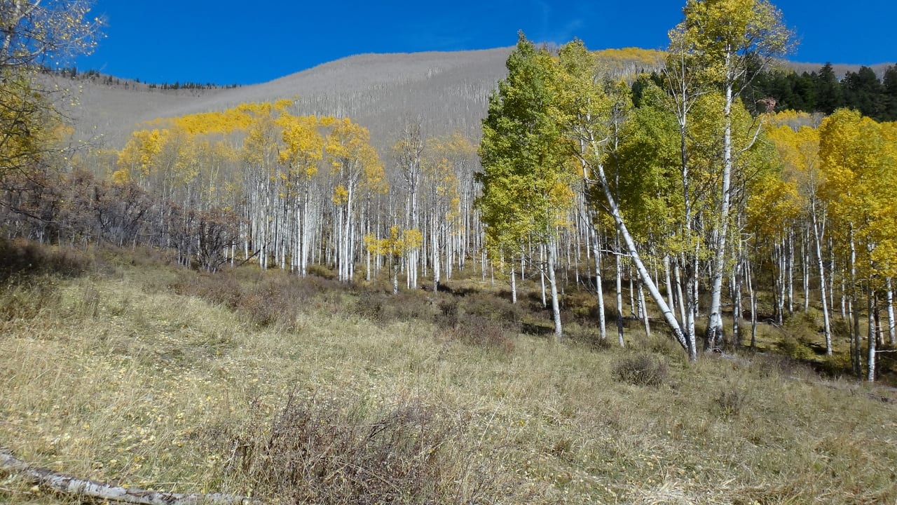 Colorado Mountains Fall Day Hunting Trip