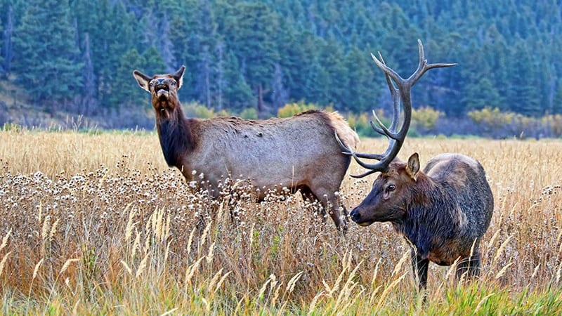 Elk Couple Meadows Colorado