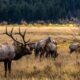 Elk Rut Rocky Mountain National Park Estes Park