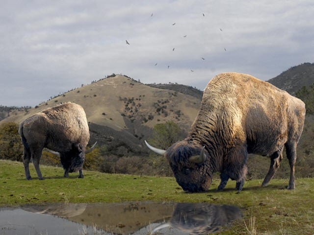 Pleistocene Bison South Park Colorao