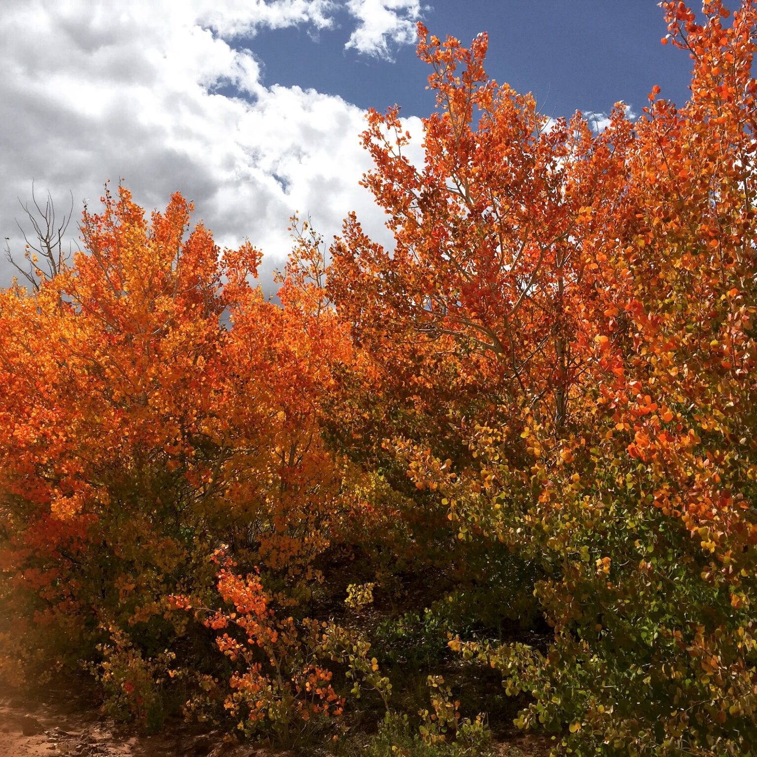 Hidden Gems in Colorado’s South Park Region